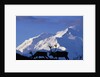 Caribou Grazing Near Wonder Lake Below Mt. McKinley by Anonymous