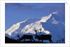 Caribou Grazing Near Wonder Lake Below Mt. McKinley by Anonymous