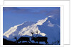 Caribou Grazing Near Wonder Lake Below Mt. McKinley by Anonymous