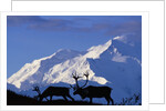 Caribou Grazing Near Wonder Lake Below Mt. McKinley by Anonymous