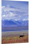 Caribou on Tundra Below Mt. McKinley by Anonymous