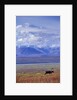 Caribou on Tundra Below Mt. McKinley by Anonymous