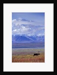 Caribou on Tundra Below Mt. McKinley by Anonymous