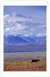 Caribou on Tundra Below Mt. McKinley by Anonymous