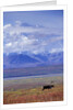 Caribou on Tundra Below Mt. McKinley by Anonymous
