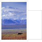 Caribou on Tundra Below Mt. McKinley by Anonymous