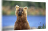 Brown Bear Standing Erect in Katmai National Park by Anonymous