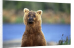 Brown Bear Standing Erect in Katmai National Park by Anonymous