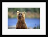Brown Bear Standing Erect in Katmai National Park by Anonymous