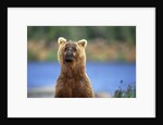 Brown Bear Standing Erect in Katmai National Park by Anonymous