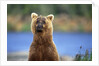 Brown Bear Standing Erect in Katmai National Park by Anonymous