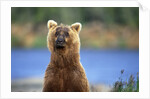 Brown Bear Standing Erect in Katmai National Park by Anonymous