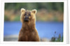 Brown Bear Standing Erect in Katmai National Park by Anonymous