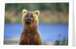 Brown Bear Standing Erect in Katmai National Park by Anonymous