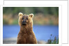 Brown Bear Standing Erect in Katmai National Park by Anonymous