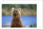 Brown Bear Standing Erect in Katmai National Park by Anonymous