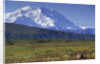 Grizzly Bear Feeding on Tundra Below Mt. McKinley by Anonymous