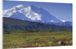 Grizzly Bear Feeding on Tundra Below Mt. McKinley by Anonymous