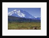 Grizzly Bear Feeding on Tundra Below Mt. McKinley by Anonymous
