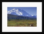 Grizzly Bear Feeding on Tundra Below Mt. McKinley by Anonymous