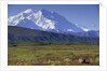 Grizzly Bear Feeding on Tundra Below Mt. McKinley by Anonymous