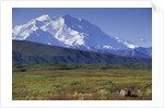 Grizzly Bear Feeding on Tundra Below Mt. McKinley by Anonymous