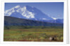 Grizzly Bear Feeding on Tundra Below Mt. McKinley by Anonymous