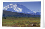Grizzly Bear Feeding on Tundra Below Mt. McKinley by Anonymous
