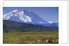 Grizzly Bear Feeding on Tundra Below Mt. McKinley by Anonymous