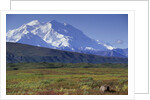Grizzly Bear Feeding on Tundra Below Mt. McKinley by Anonymous