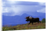 Moose on Tundra Near McKinley River in Alaska by Anonymous