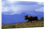 Moose on Tundra Near McKinley River in Alaska by Anonymous