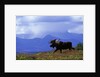Moose on Tundra Near McKinley River in Alaska by Anonymous