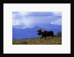 Moose on Tundra Near McKinley River in Alaska by Anonymous