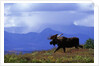 Moose on Tundra Near McKinley River in Alaska by Anonymous