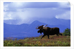Moose on Tundra Near McKinley River in Alaska by Anonymous