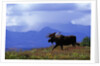Moose on Tundra Near McKinley River in Alaska by Anonymous