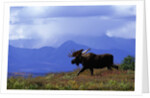 Moose on Tundra Near McKinley River in Alaska by Anonymous