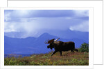 Moose on Tundra Near McKinley River in Alaska by Anonymous