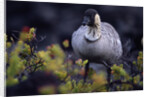 Nene on Hawaii Island Coast by Anonymous