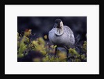Nene on Hawaii Island Coast by Anonymous