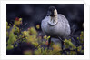 Nene on Hawaii Island Coast by Anonymous