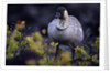 Nene on Hawaii Island Coast by Anonymous