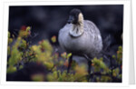 Nene on Hawaii Island Coast by Anonymous