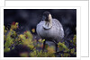 Nene on Hawaii Island Coast by Anonymous