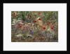 Red Poppies and Wildflowers by Anonymous