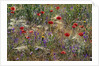 Red Poppies and Wildflowers by Anonymous