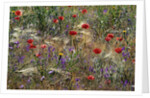 Red Poppies and Wildflowers by Anonymous