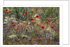 Red Poppies and Wildflowers by Anonymous