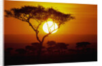 Sunrise on Masai Mara National Reserve by Anonymous